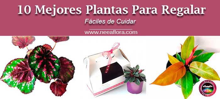 10 plantas para regalar fáciles de cuidar
